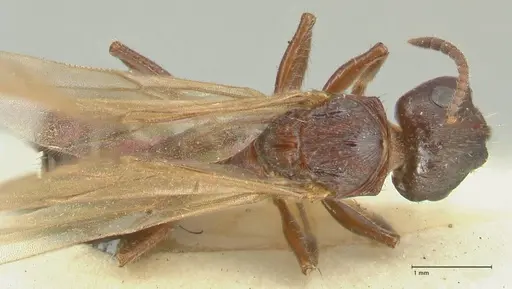 Notoncus ectatommoides - FOCOL2223