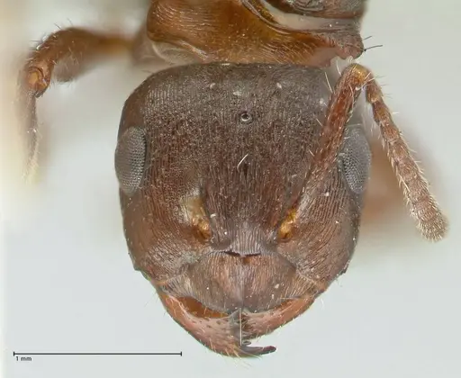 Notoncus ectatommoides - FOCOL2223