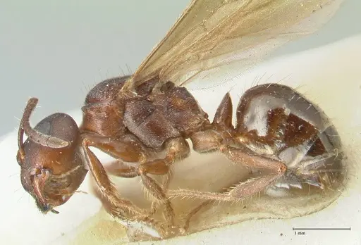 Notoncus ectatommoides - FOCOL2223