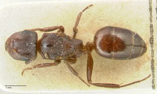 Notoncus ectatommoides - FOCOL2224