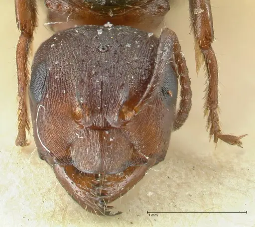 Notoncus ectatommoides - FOCOL2224