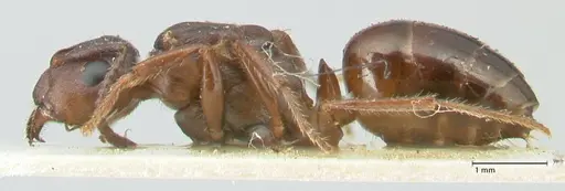 Notoncus ectatommoides - FOCOL2224