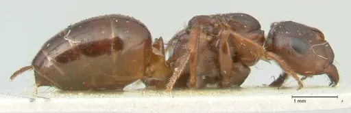 Notoncus ectatommoides - FOCOL2224