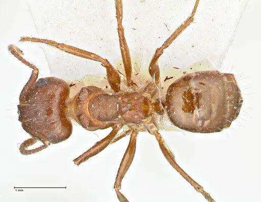 Notoncus ectatommoides - FOCOL2962