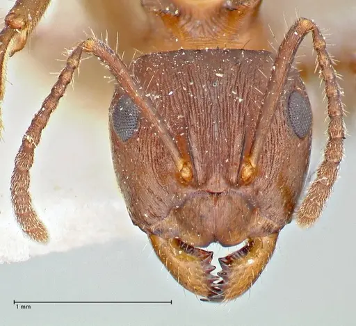 Notoncus ectatommoides - FOCOL2962