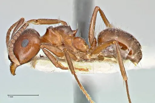 Notoncus ectatommoides - FOCOL2962