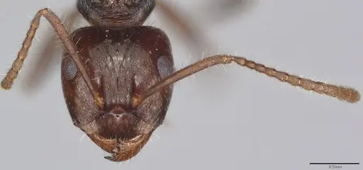 Notoncus enormis specimen