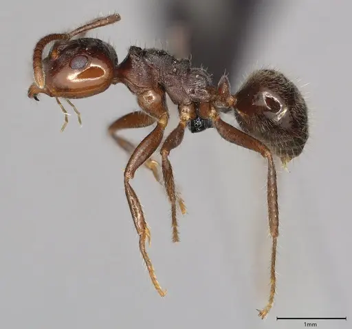 Notoncus enormis specimen