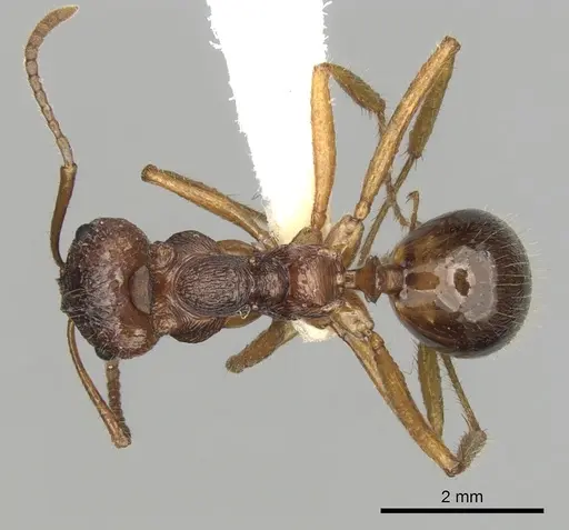 Notoncus enormis - CASENT0280564