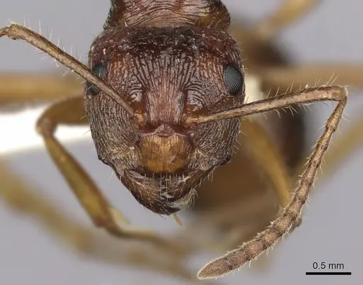 Notoncus enormis - CASENT0280564