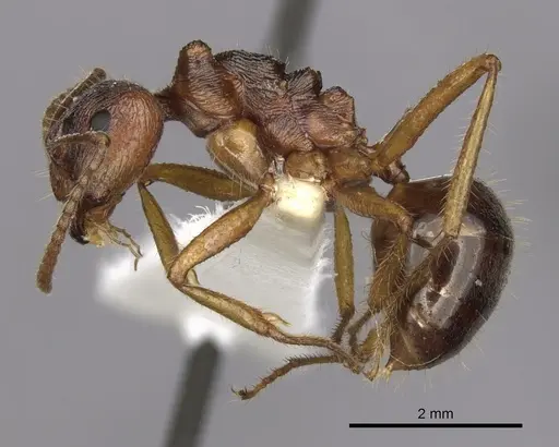 Notoncus enormis - CASENT0280564