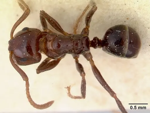 Notoncus gilberti specimen