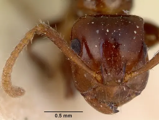 Notoncus gilberti specimen