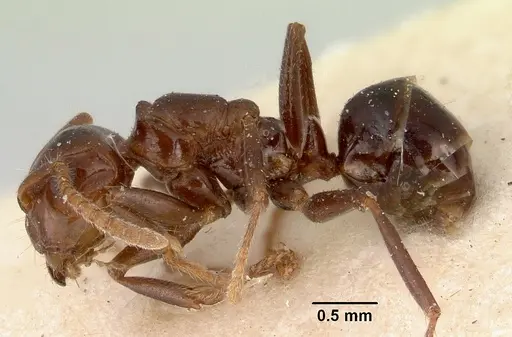 Notoncus gilberti specimen