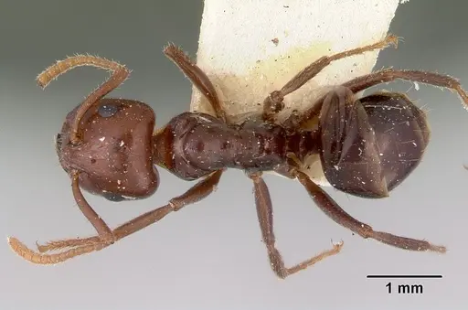 Notoncus gilberti - CASENT0172022