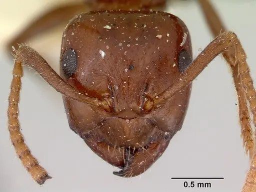 Notoncus gilberti - CASENT0172022