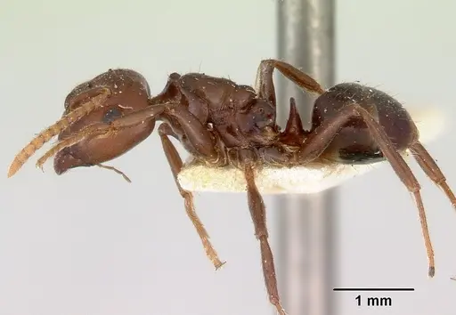 Notoncus gilberti - CASENT0172022