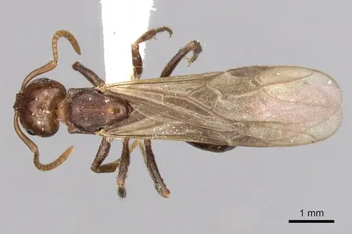 Notoncus gilberti - CASENT0280559