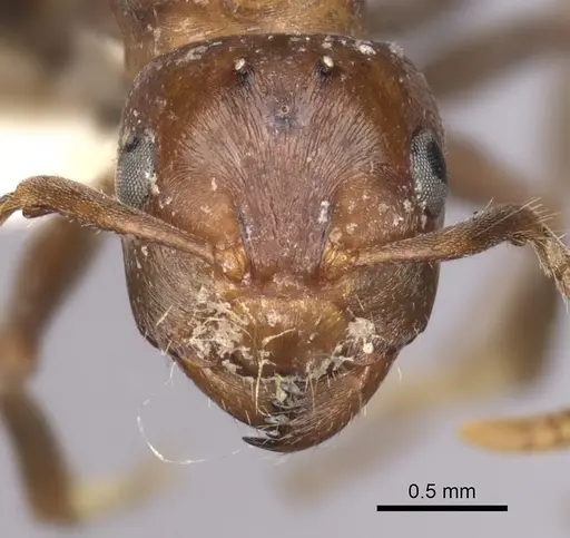 Notoncus gilberti - CASENT0280559