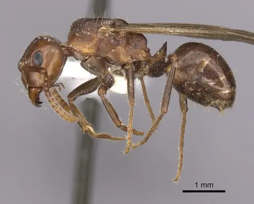 Notoncus gilberti - CASENT0280559