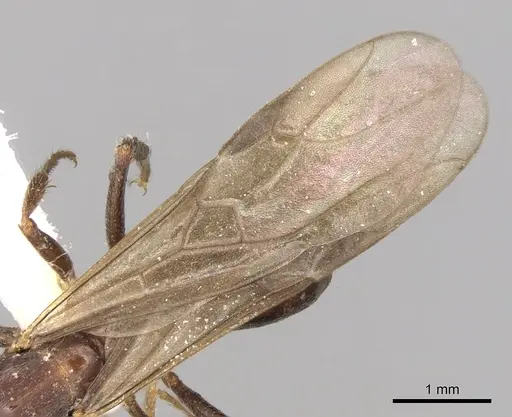 Notoncus gilberti - CASENT0280559