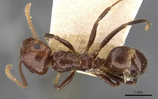 Notoncus gilberti - CASENT0909837