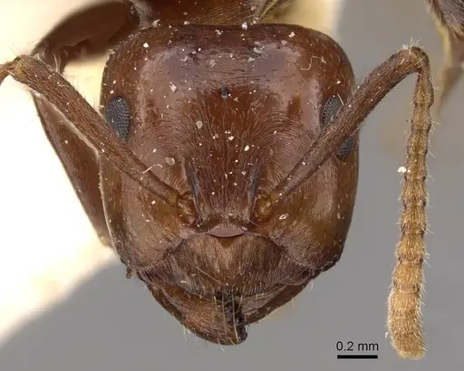 Notoncus gilberti - CASENT0909837