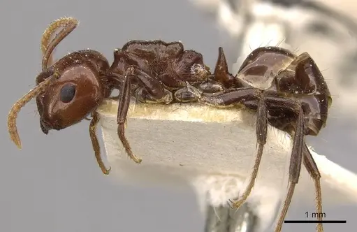 Notoncus gilberti - CASENT0909837