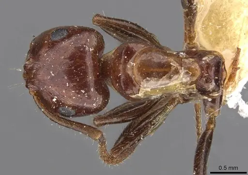 Notoncus gilberti - CASENT0909838