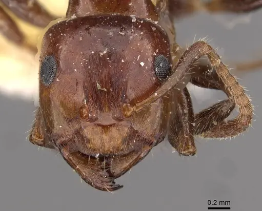 Notoncus gilberti - CASENT0909838