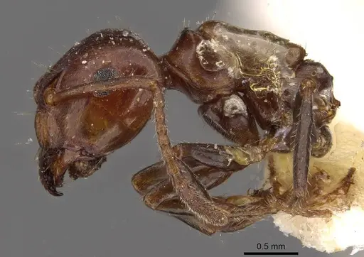 Notoncus gilberti - CASENT0909838