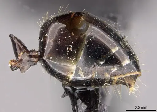 Notoncus gilberti - CASENT0909838