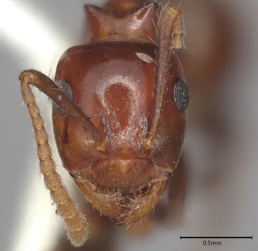 Notoncus gilberti - CASENT4036276