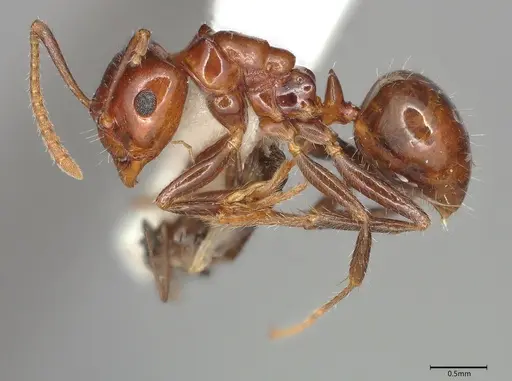 Notoncus gilberti - CASENT4036276