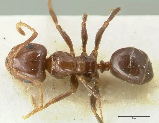 Notoncus gilberti - FOCOL2217