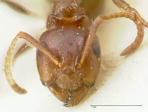 Notoncus gilberti - FOCOL2217