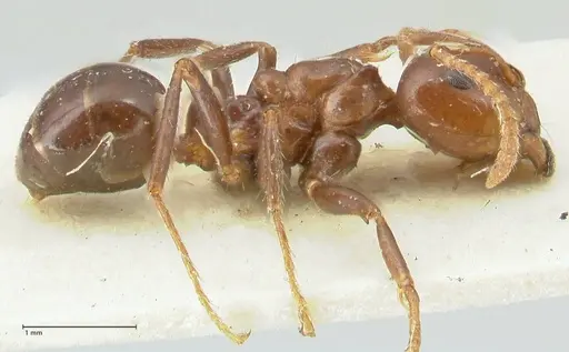 Notoncus gilberti - FOCOL2217