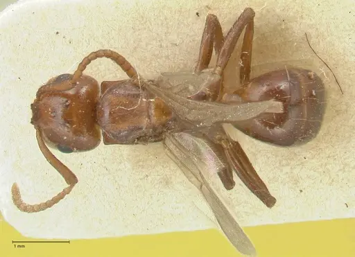 Notoncus gilberti - FOCOL2218