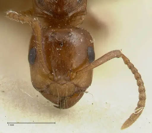 Notoncus gilberti - FOCOL2218