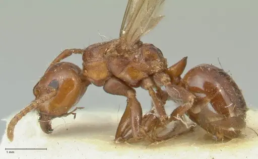 Notoncus gilberti - FOCOL2218