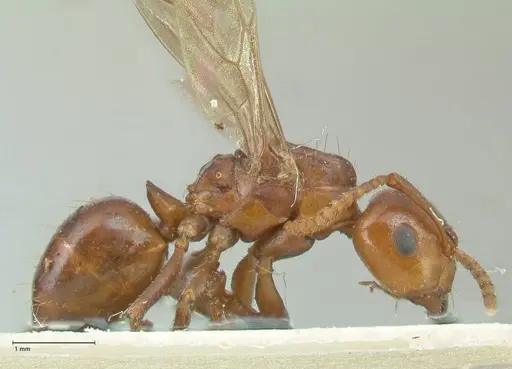 Notoncus gilberti - FOCOL2218