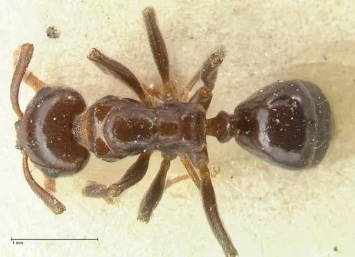 Notoncus gilberti - FOCOL2219