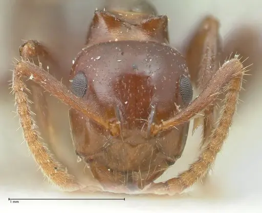 Notoncus gilberti - FOCOL2219