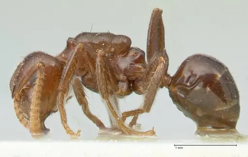 Notoncus gilberti - FOCOL2219