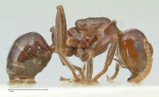 Notoncus gilberti - FOCOL2219