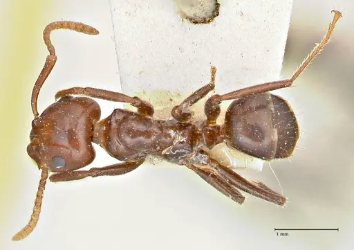 Notoncus gilberti - FOCOL2963