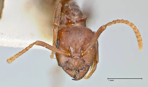 Notoncus gilberti - FOCOL2963