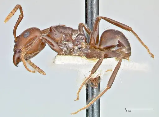 Notoncus gilberti - FOCOL2963