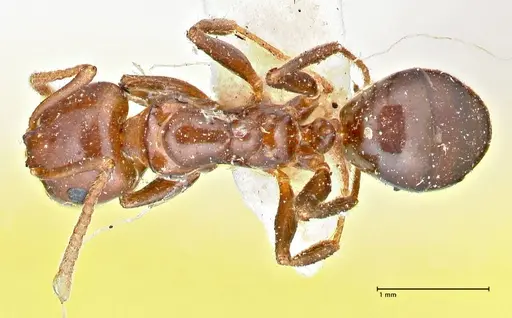 Notoncus gilberti - FOCOL2964