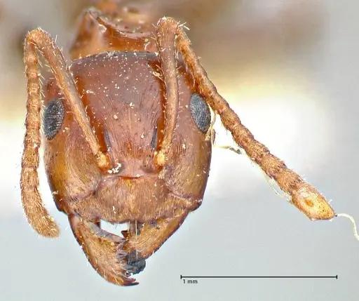 Notoncus gilberti - FOCOL2964